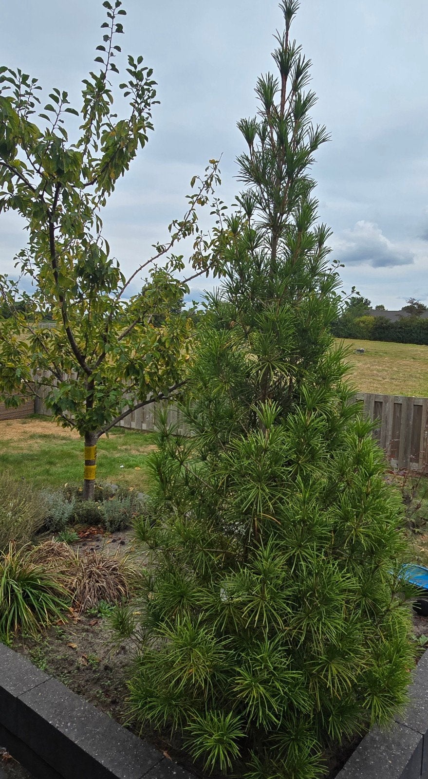 Japanse Parasolden (Sciadopitys verticillata) – 240cm, Volle zon, Vaste plant, Bloeit niet, Ophalen