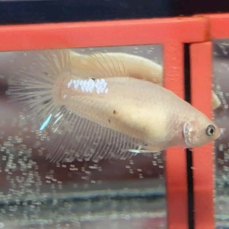 Betta vrouw halfmoon groot, Tickets en Kaartjes, Eén persoon, Cadeaubon