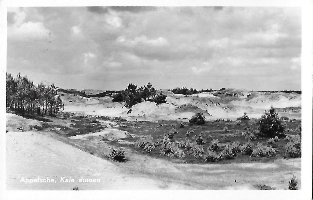 Appelscha kale duinen gelopen oude ansichtkaart ( 8227, Ophalen of Verzenden, 1940 tot 1960, Gelopen