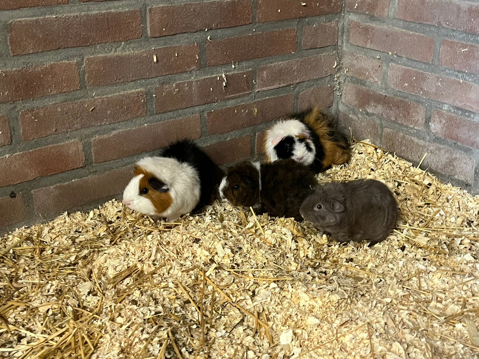 Baby curly /borstel cavia zeugjes !, Dieren en Toebehoren, Knaagdieren, Cavia, Vrouwelijk, Mei, Tam
