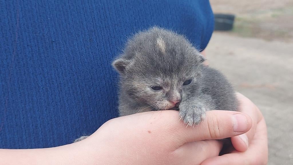Te koop mooie kittens, Dieren en Toebehoren, Katten en Kittens | Overige Katten, Meerdere dieren, Kortharig, 0 tot 2 jaar