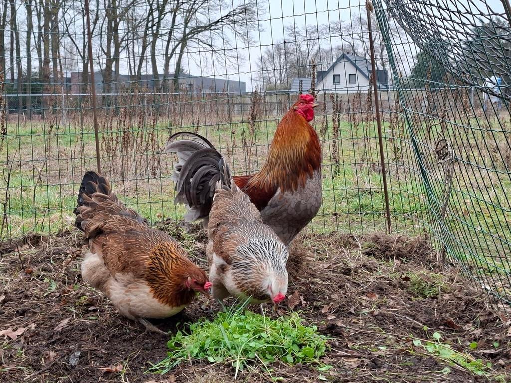 Broedeieren araucana kippen., Geslacht onbekend, Kip