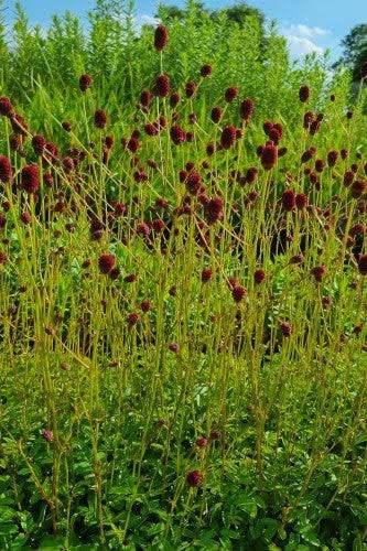 Mooie Sanguisorba off. 'Tanna' (Pimpernel) in pot!, Tuin en Terras, Ophalen, Overige soorten, Volle zon