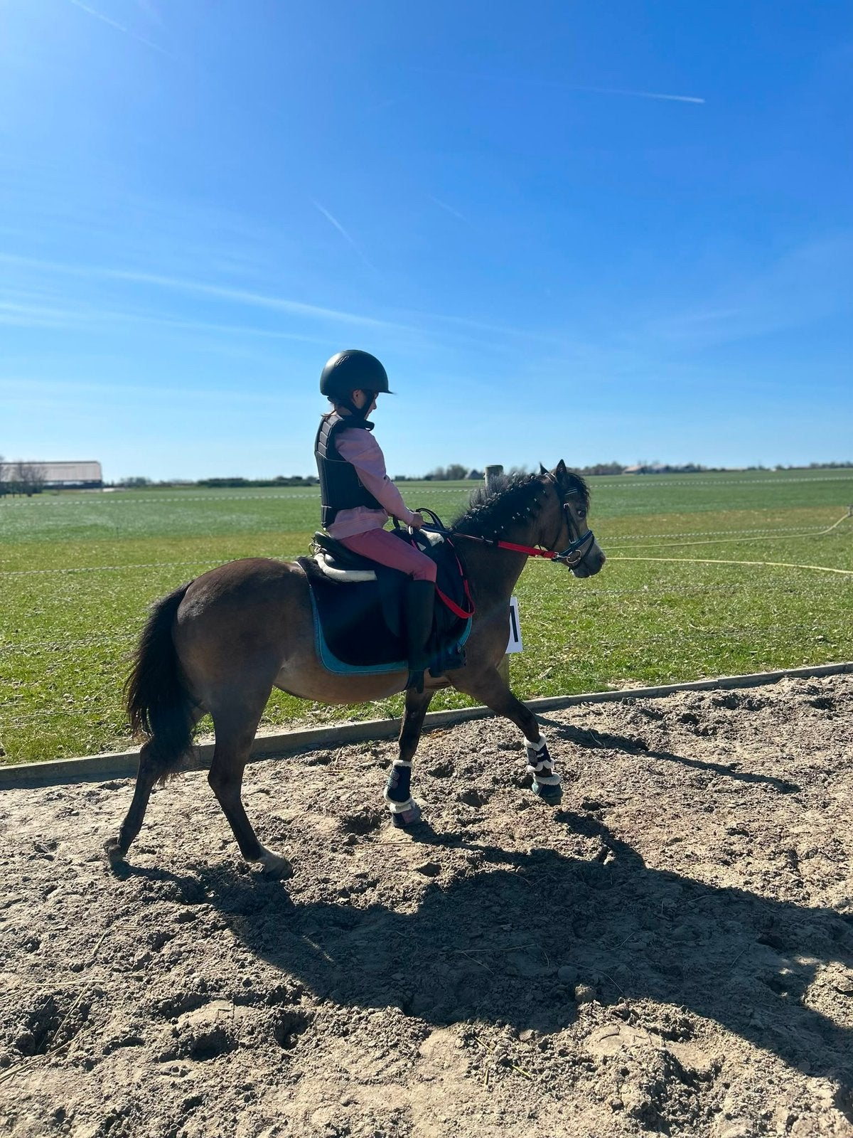 Welsh a kinderpony bixie, Merrie, A pony (tot 1.17m), Gechipt, 0 tot 2 jaar