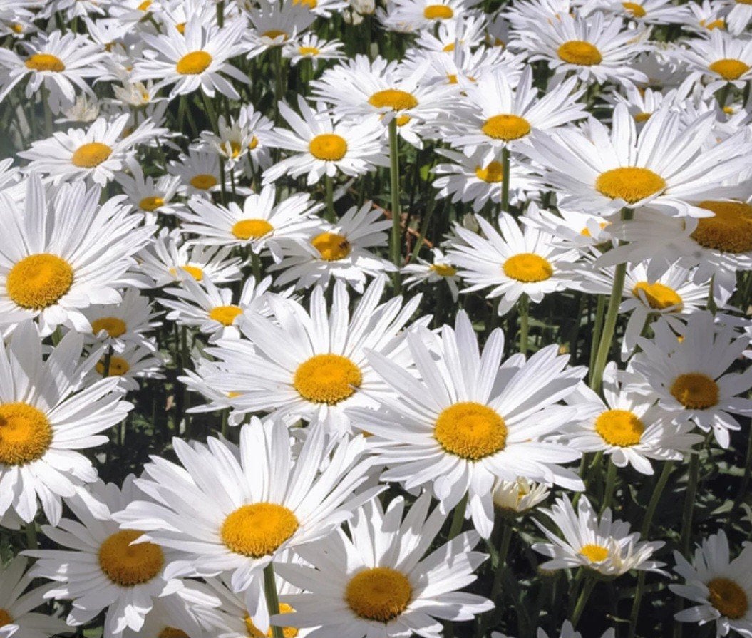 leucantheum Vulgare,  wilde Margriet, Tuin en Terras, Overige soorten, Volle zon, Vaste plant, Ophalen of Verzenden