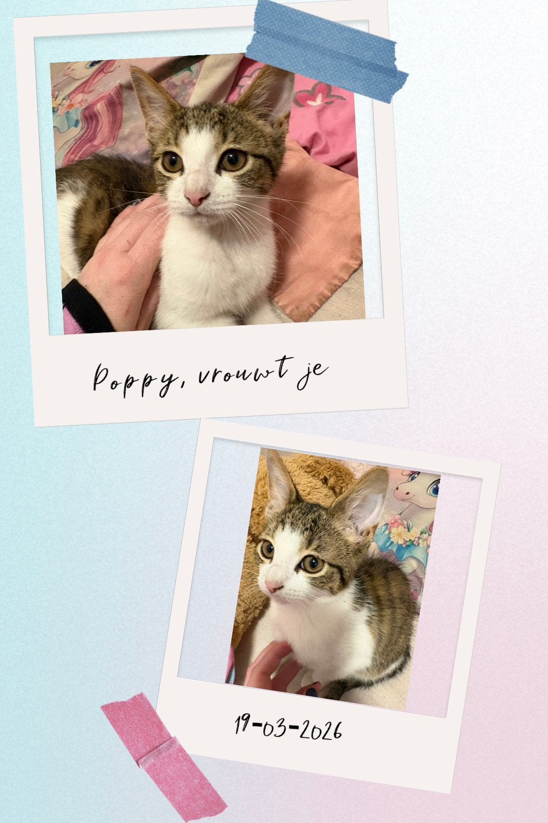4 Lieve kittens zoeken een liefdevol nieuw huisj!, Meerdere dieren