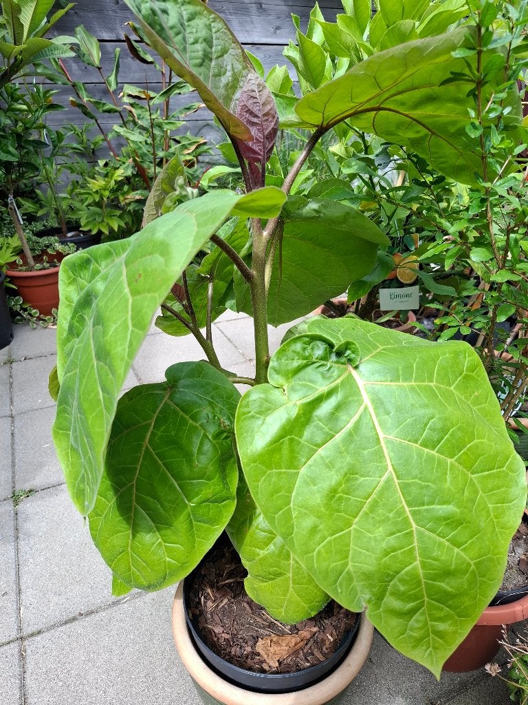 Boomtomaten planten Tamarillo, Ophalen, Overige soorten, Volle zon, 100 tot 250 cm
