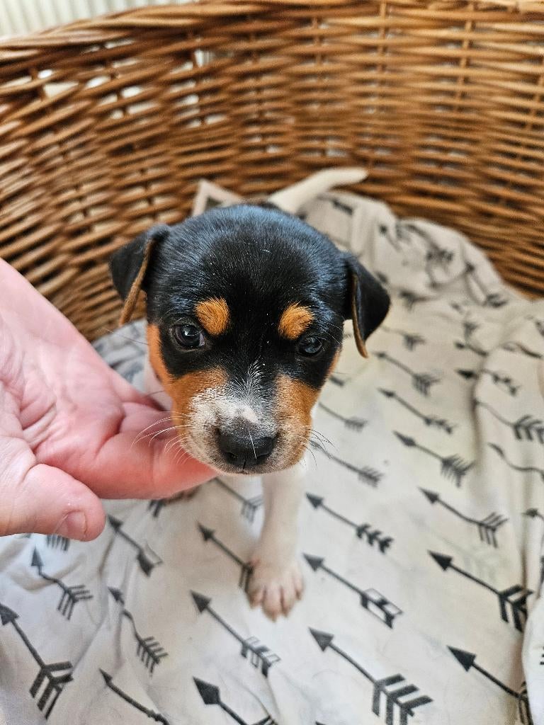 Boerenfox pup, Dieren en Toebehoren, Honden | Jack Russells en Terriërs, Jack Russell Terriër, Reu, 8 tot 15 weken, Eén hond