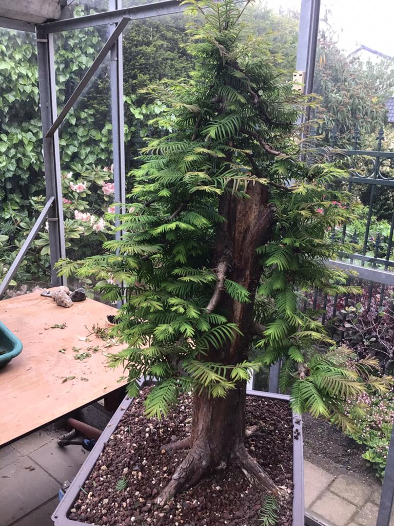 Watercipres metaseqoia bonsai, Tuin en Terras, Planten | Bomen, Ophalen, Bloeit niet, Halfschaduw, Overige soorten