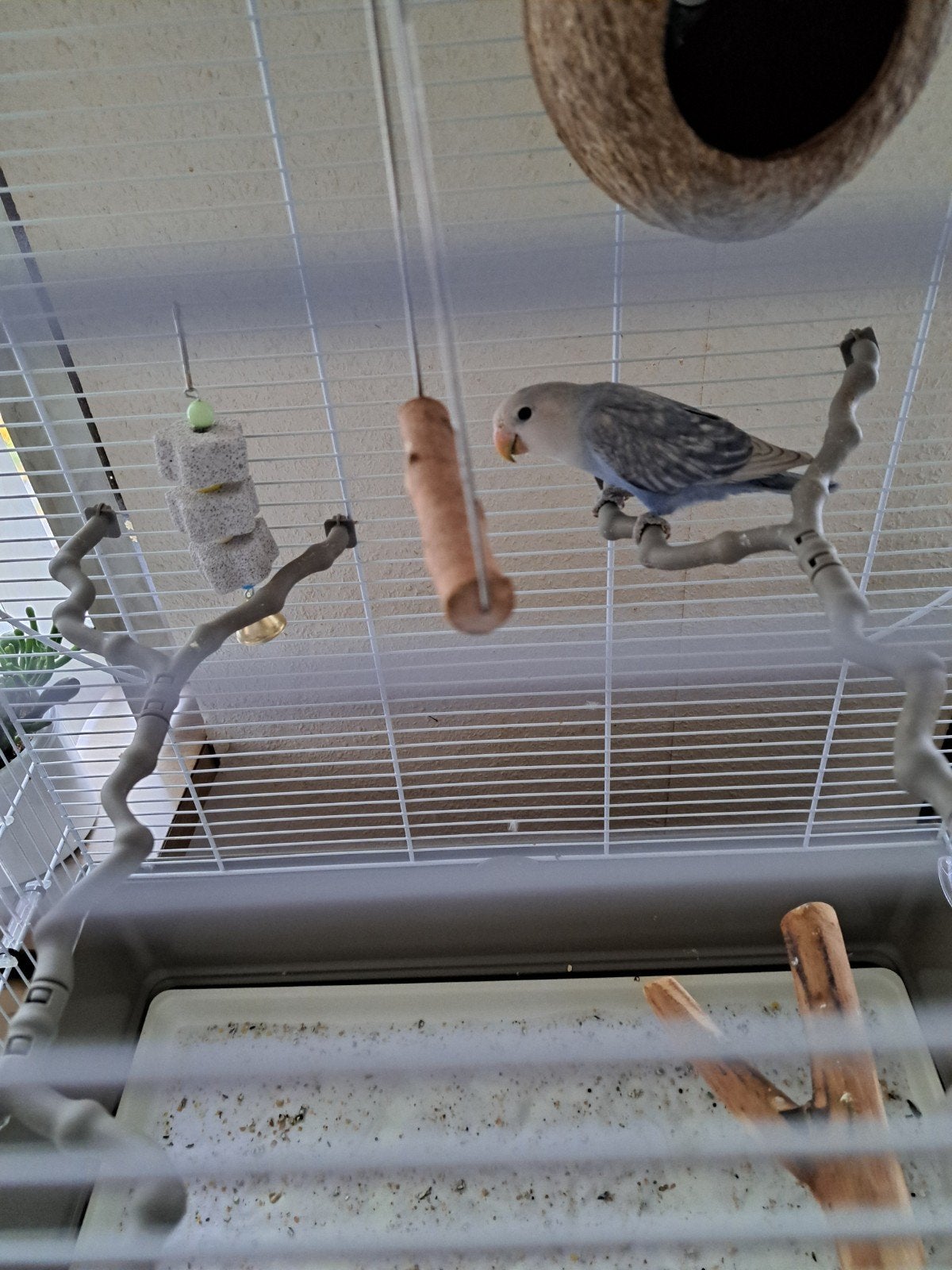 Agapornis te koop., Geslacht onbekend, Dwergpapegaai of Agapornis