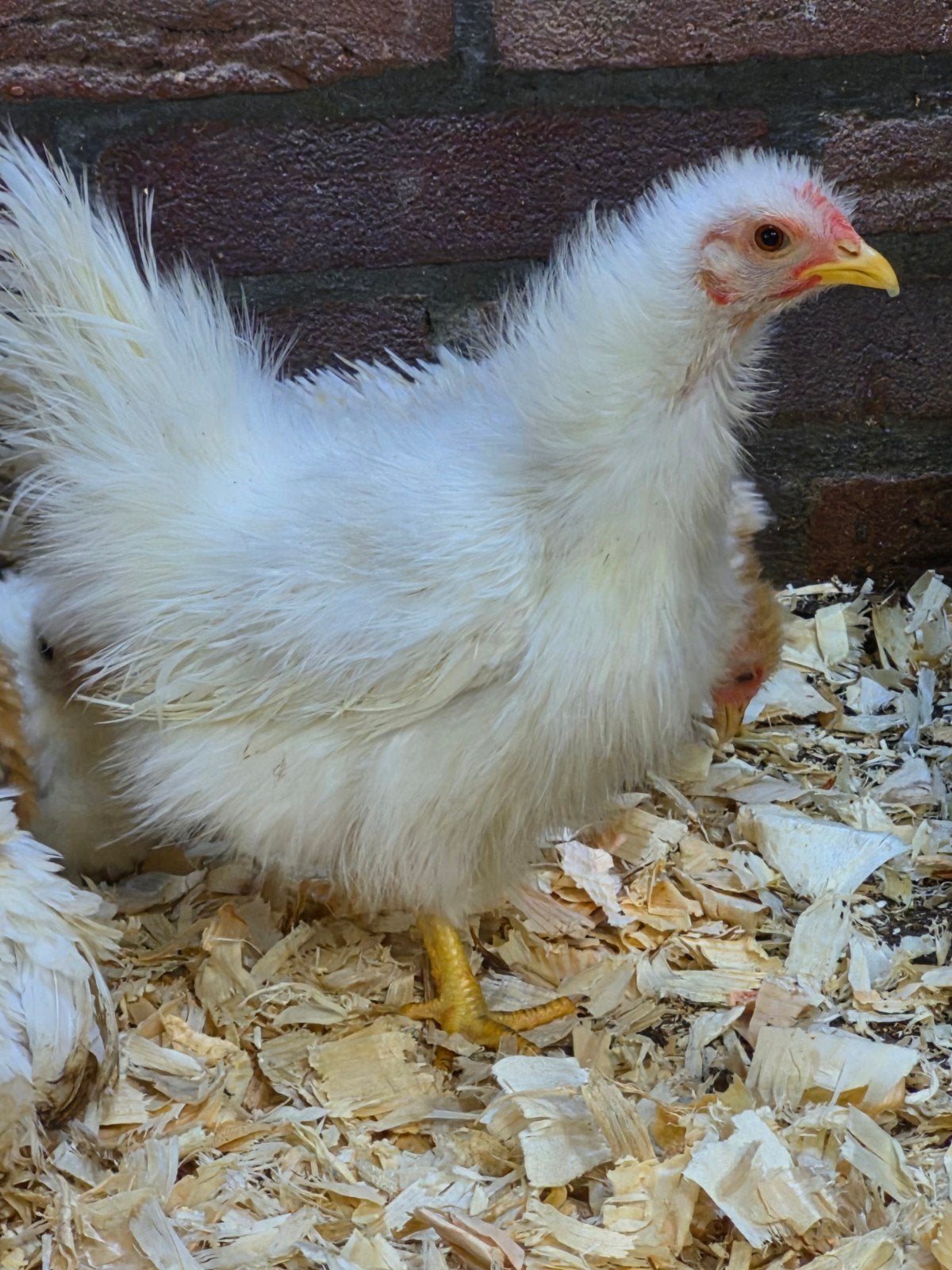 zijdeveer serama hen, Dieren en Toebehoren, Vrouwelijk