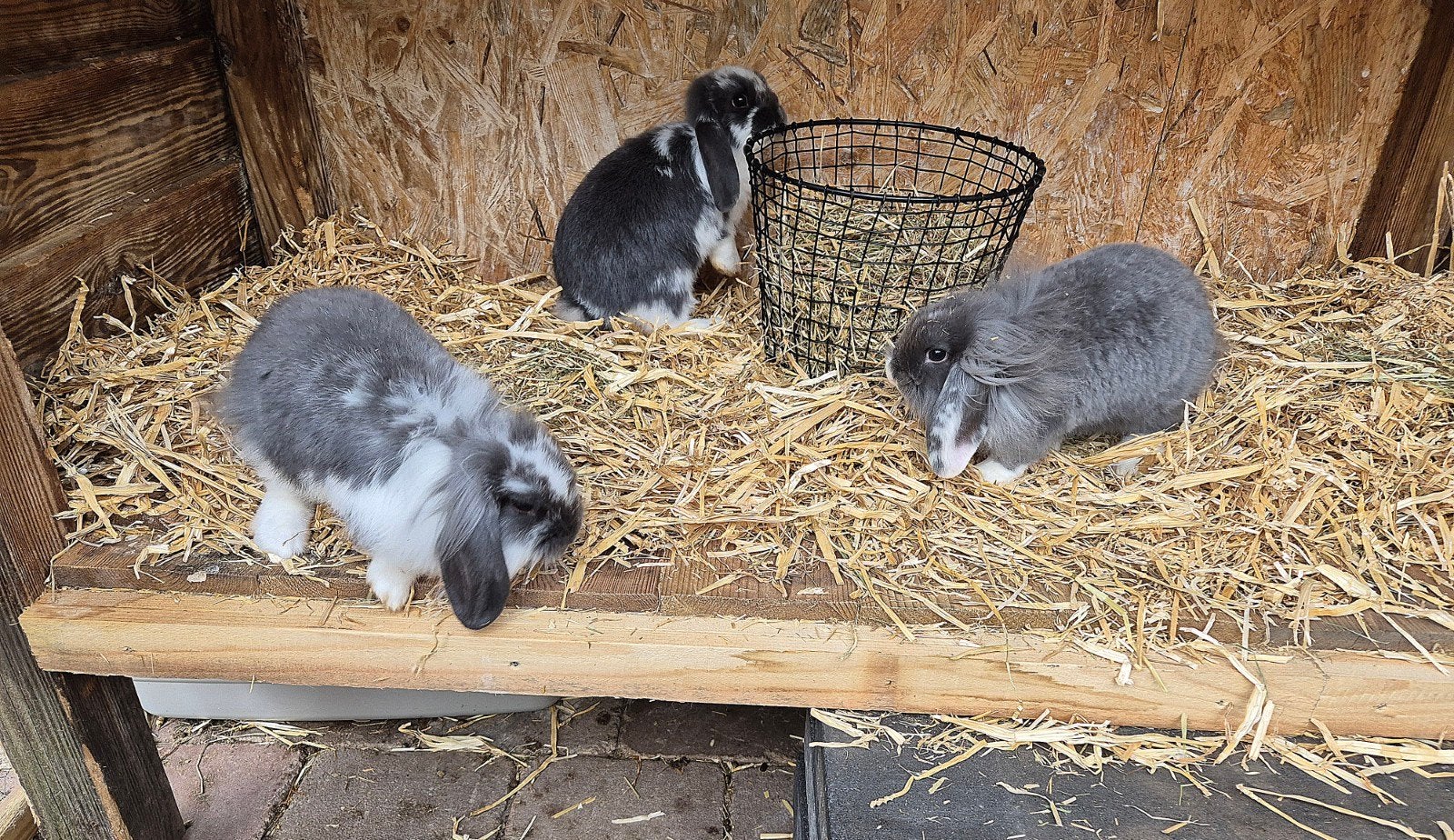 NHD Hangoor baby's grijs/wit mogen verhuizen, Dieren en Toebehoren, Meerdere dieren, Klein, Hangoor