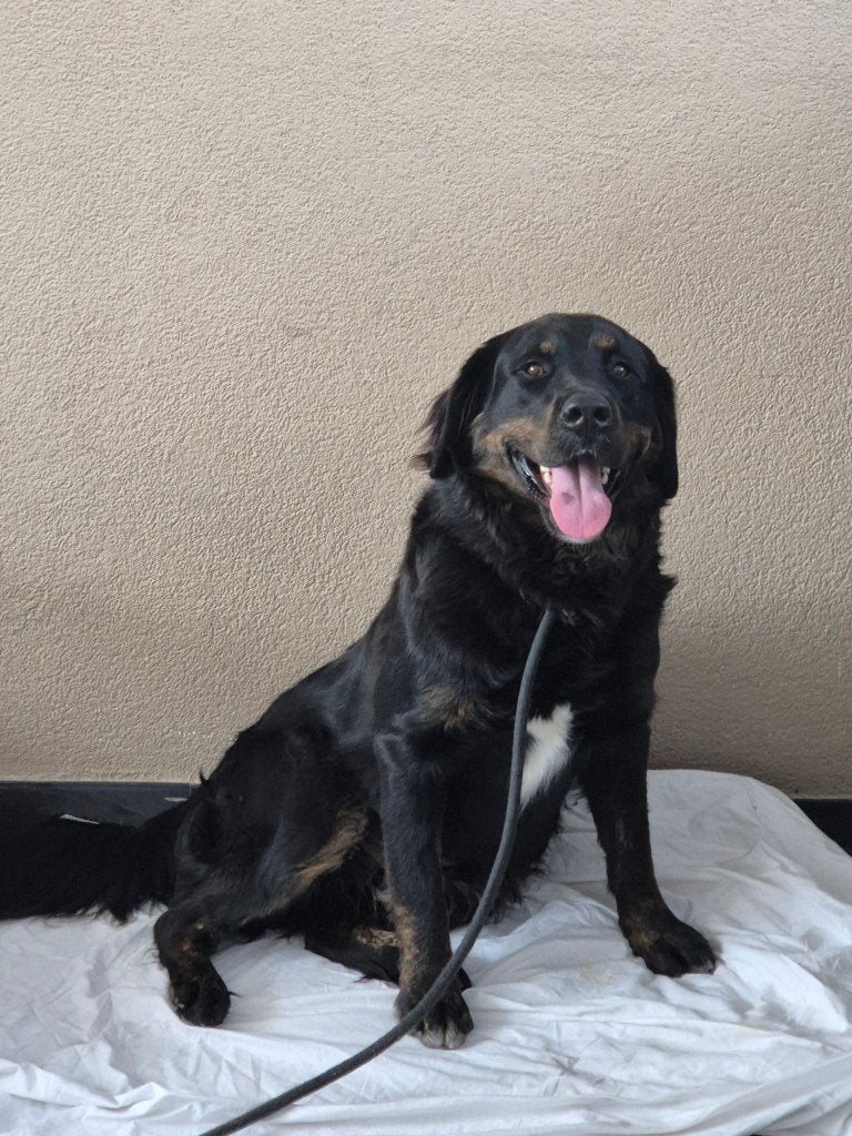 Aankondiging Boulab Pups uit huiselijke kring, 8 tot 15 weken, Labrador retriever, Parvo, Meerdere