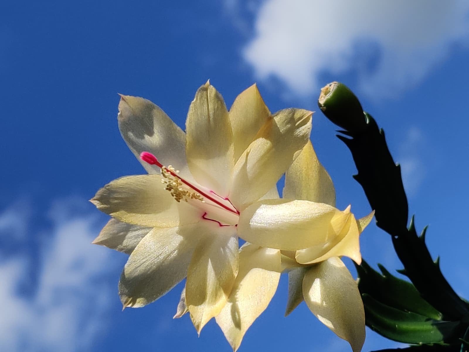 Schlumbergera reginae 'Yellow Queen' stek ongeworteld, Verzenden, Halfschaduw, Minder dan 100 cm