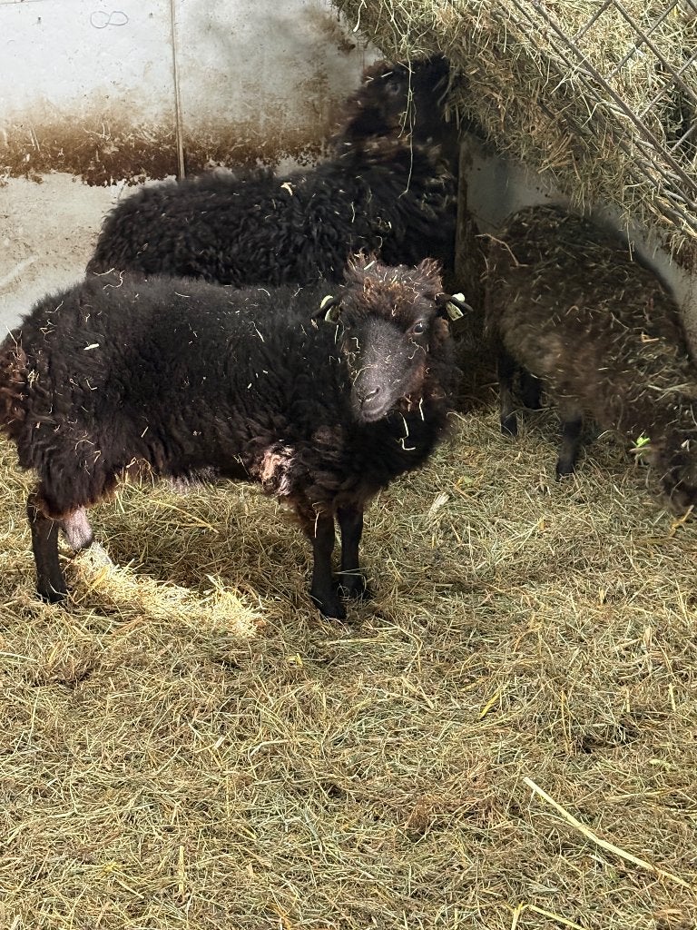 Schapen, Vrouwelijk, Schaap
