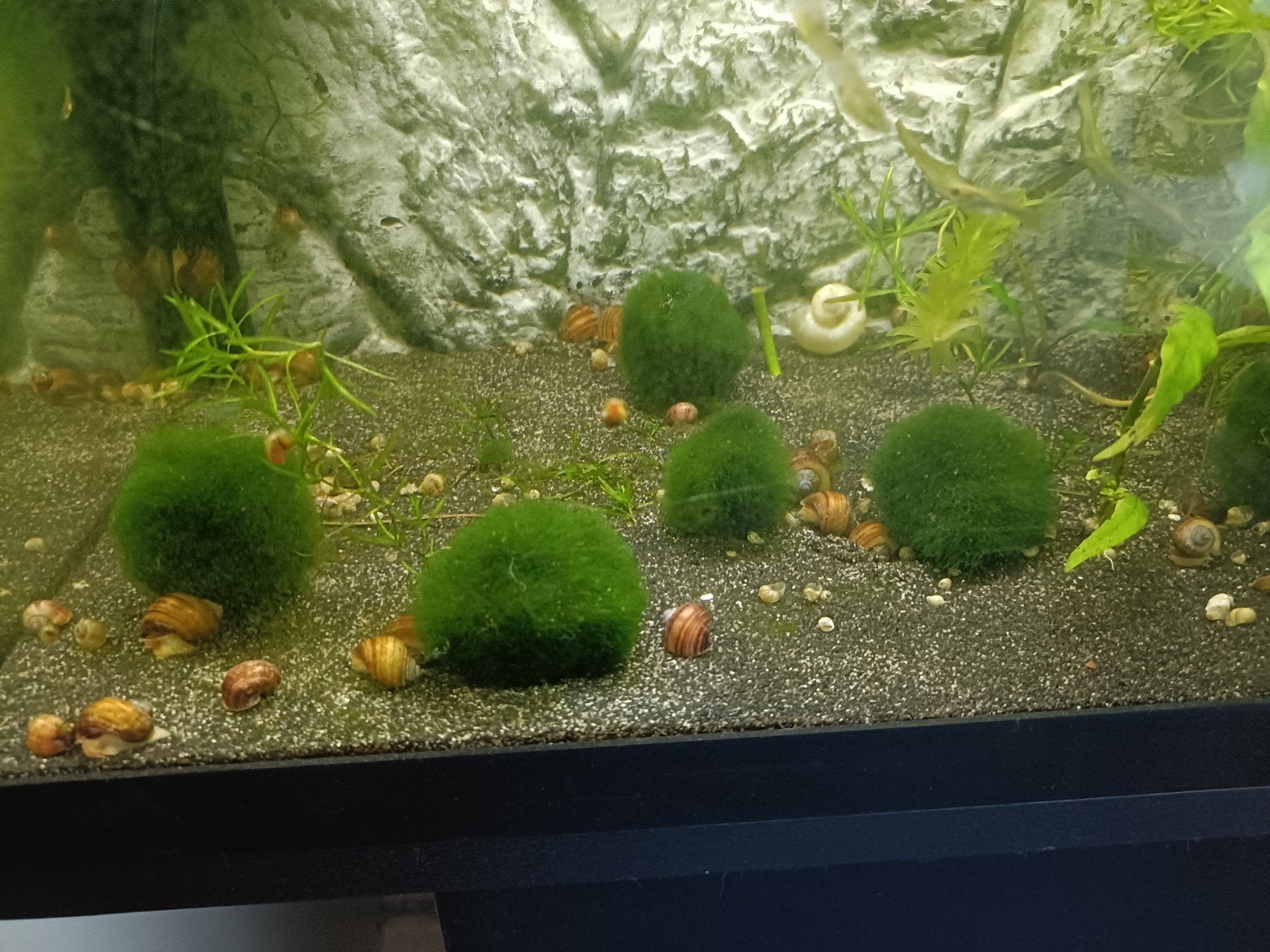 mosballen, Dieren en Toebehoren, Overige typen