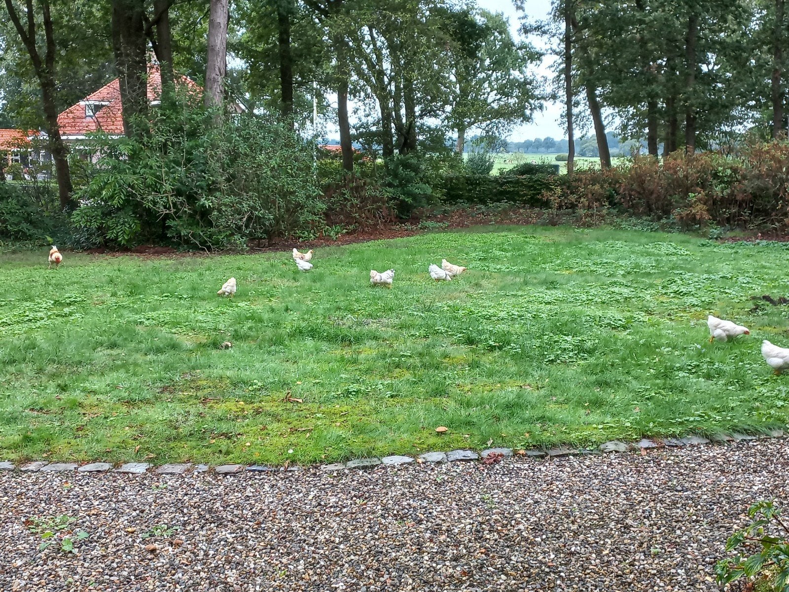 Mooie kippen, Dieren en Toebehoren, Meerdere dieren, Kip