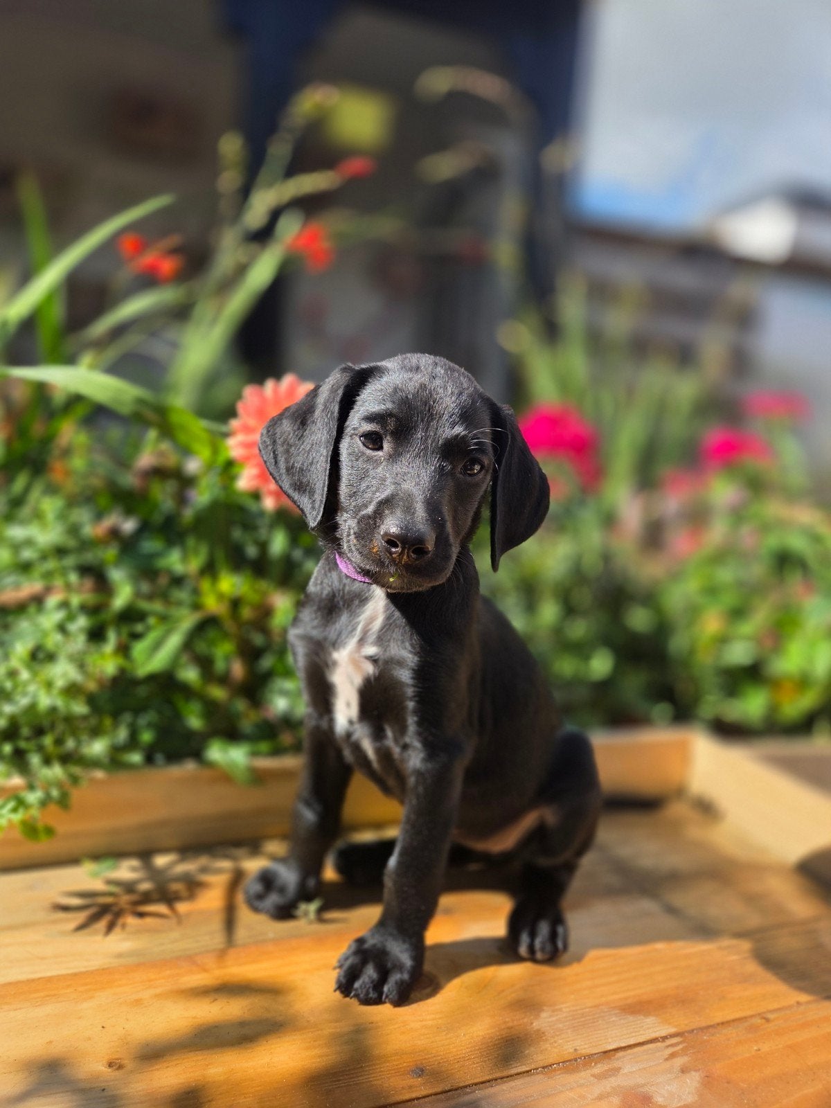 Nog 4 Labradoodle x Dalmatiër pups – klaar om te verhuizen!, Dieren en Toebehoren, 8 tot 15 weken, Groot, Meerdere, Meerdere dieren