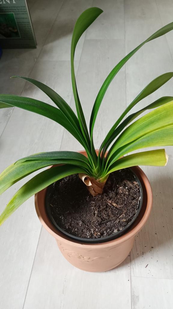Clivia, Ophalen, Halfschaduw, Minder dan 100 cm