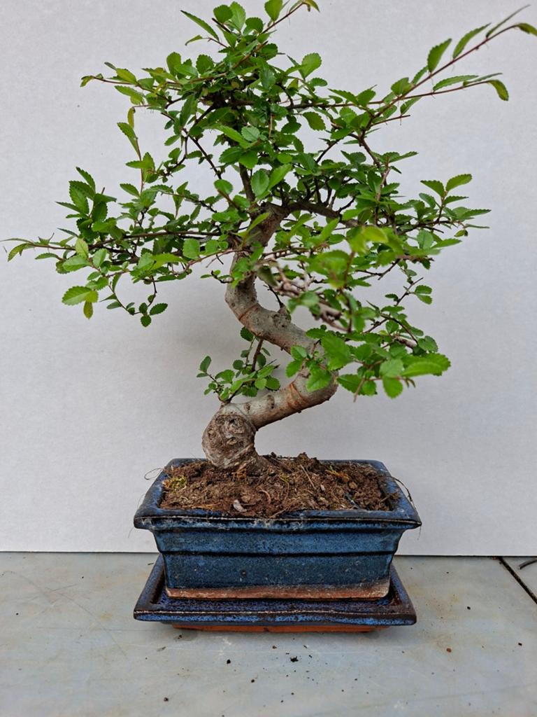 Bonsai, Bloeit niet, Halfschaduw, Minder dan 100 cm, Overige soorten