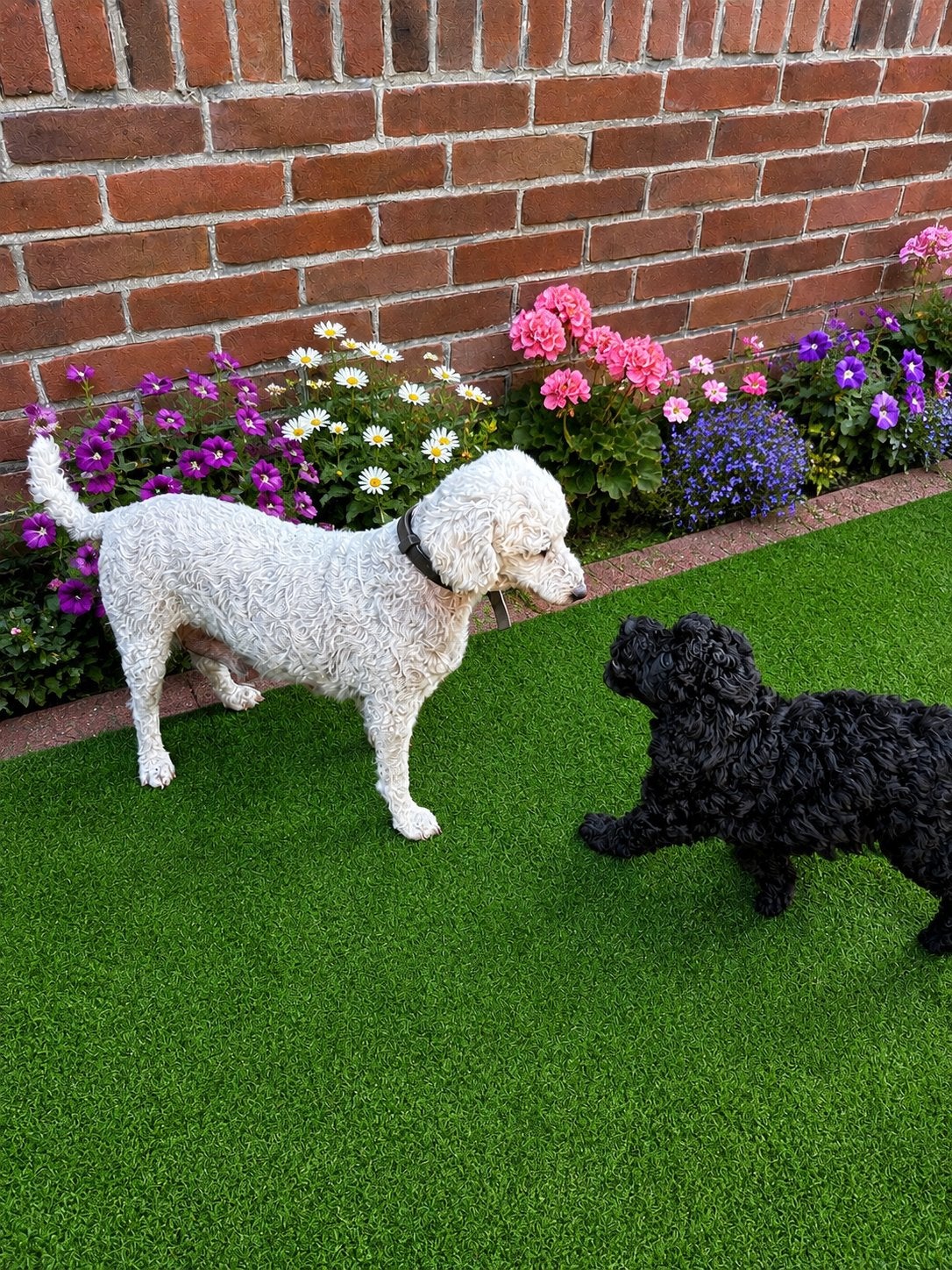 Toy poedel, Dieren en Toebehoren, Honden | Chihuahua's en Gezelschapshonden, Poedel, Nederland, Meerdere, Meerdere dieren