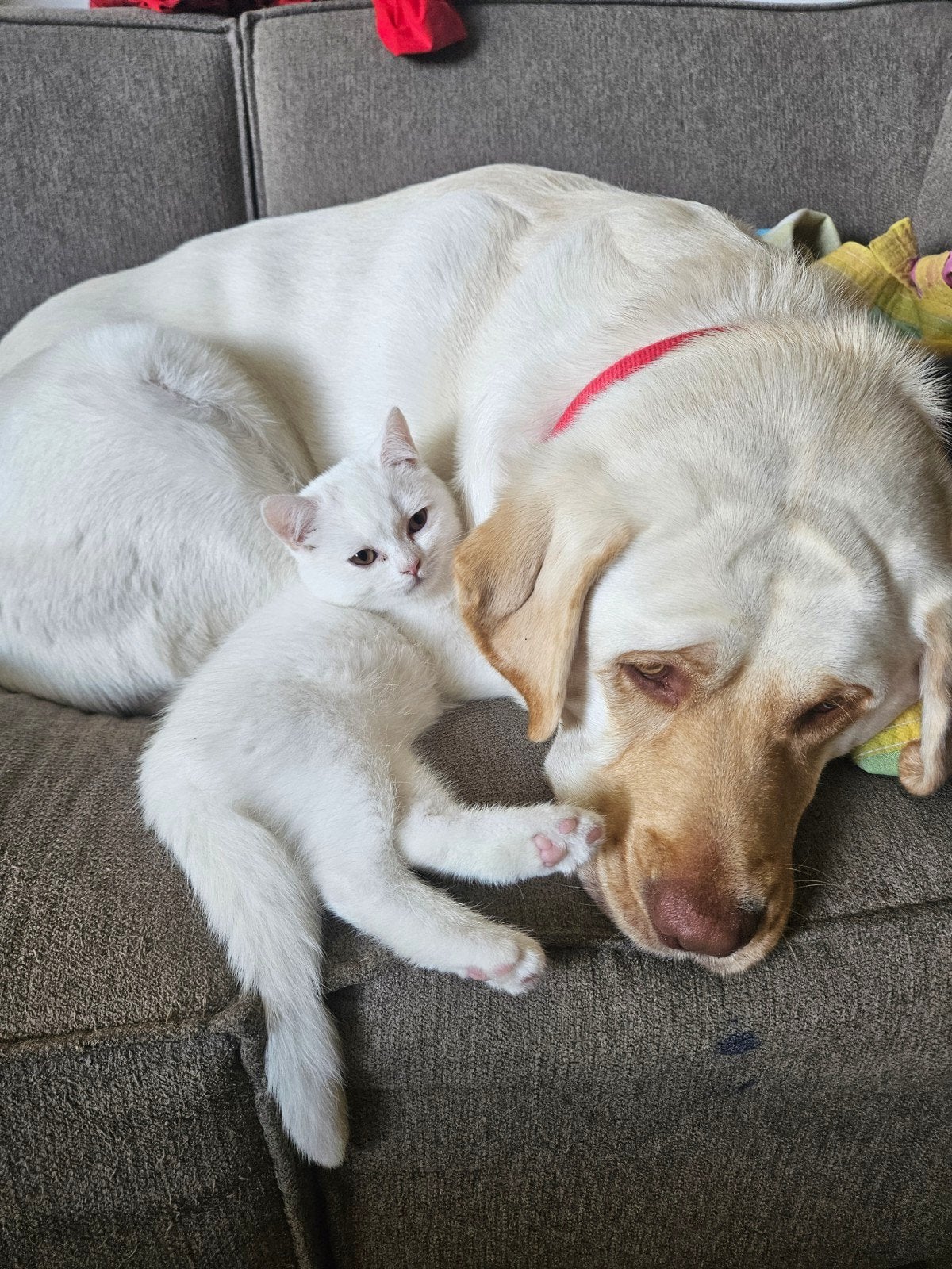 Prachtige Raszuiver White Britse korthaar kittens, Meerdere dieren, Ontwormd, 0 tot 2 jaar