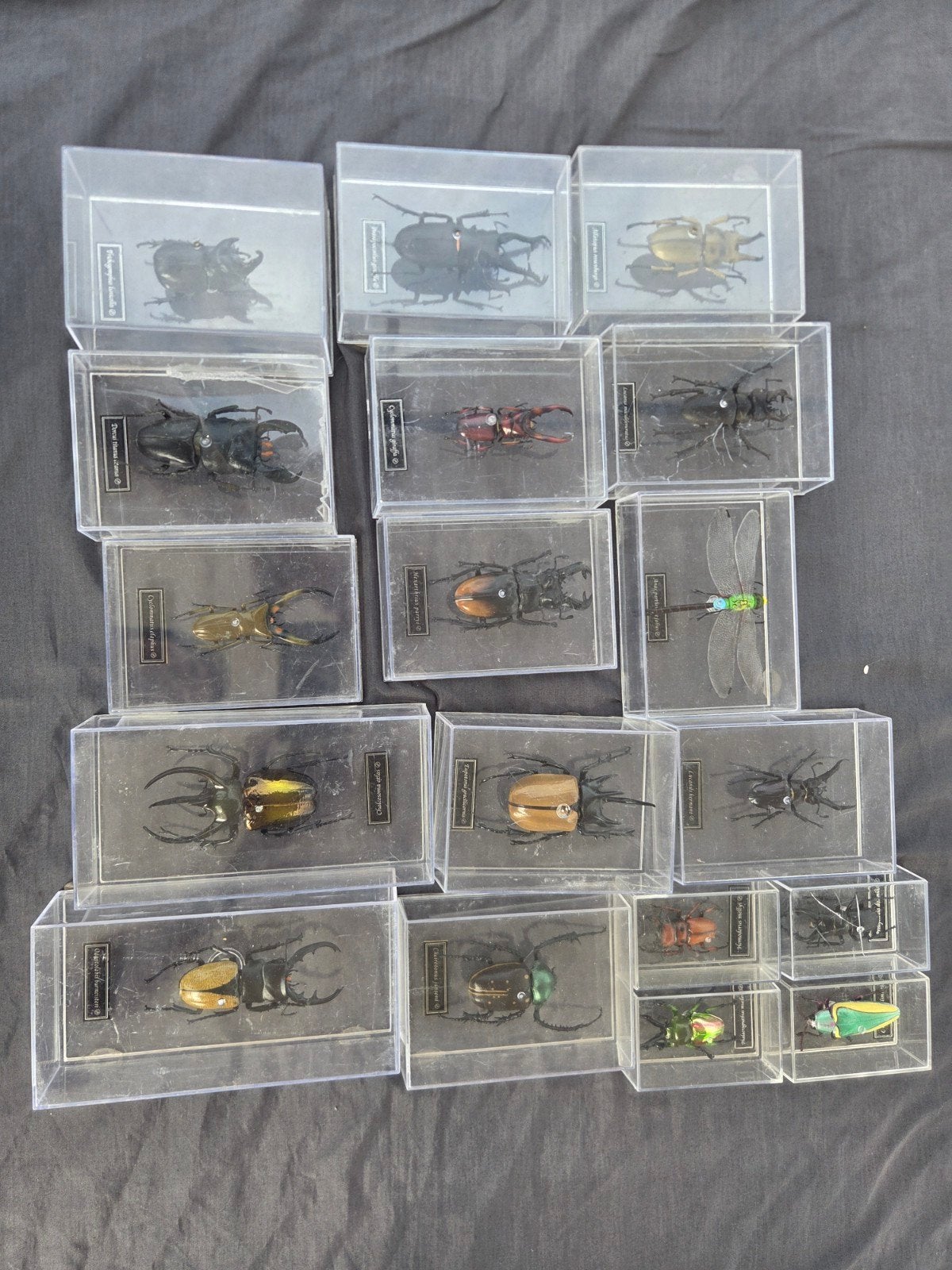 Verzameling van diverse insecten in displayboxen, Ophalen of Verzenden, Zo goed als nieuw