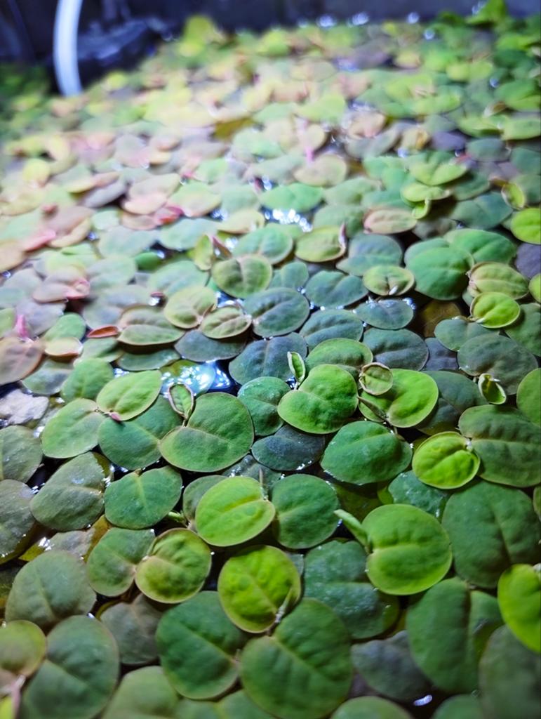 Drijfplantjes voor aquarium, Ophalen, Plant(en), Steen of Hout