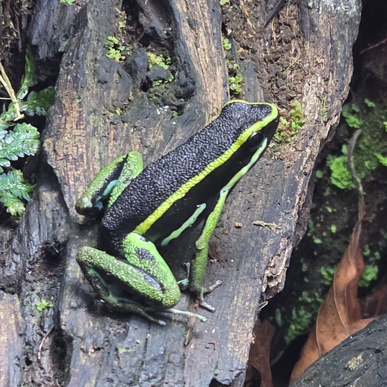 Gifkikkers Ameerega Trivittata, Dieren en Toebehoren, Amfibie, 0 tot 2 jaar