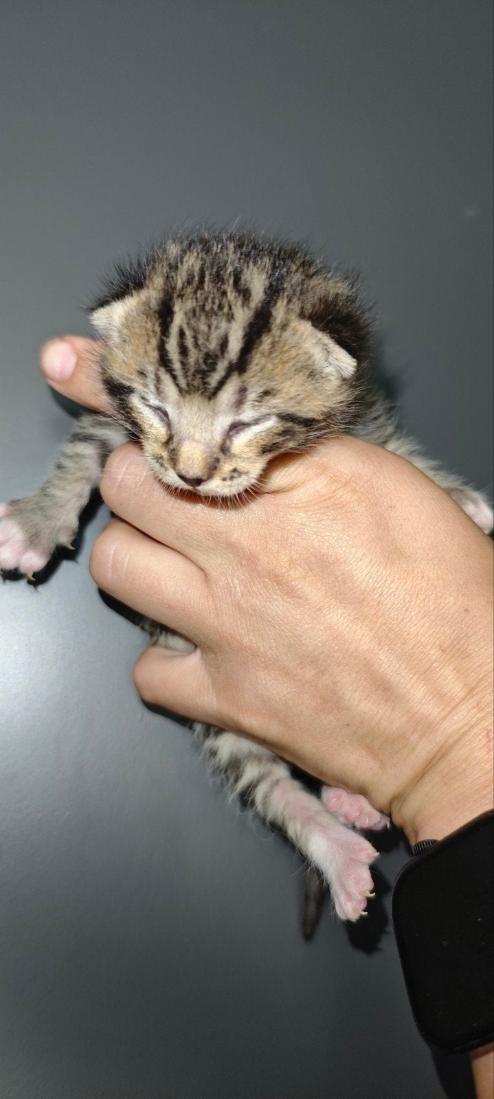 nog 2 prachtige kittens beschikbaar.., Kater, Kortharig, 0 tot 2 jaar