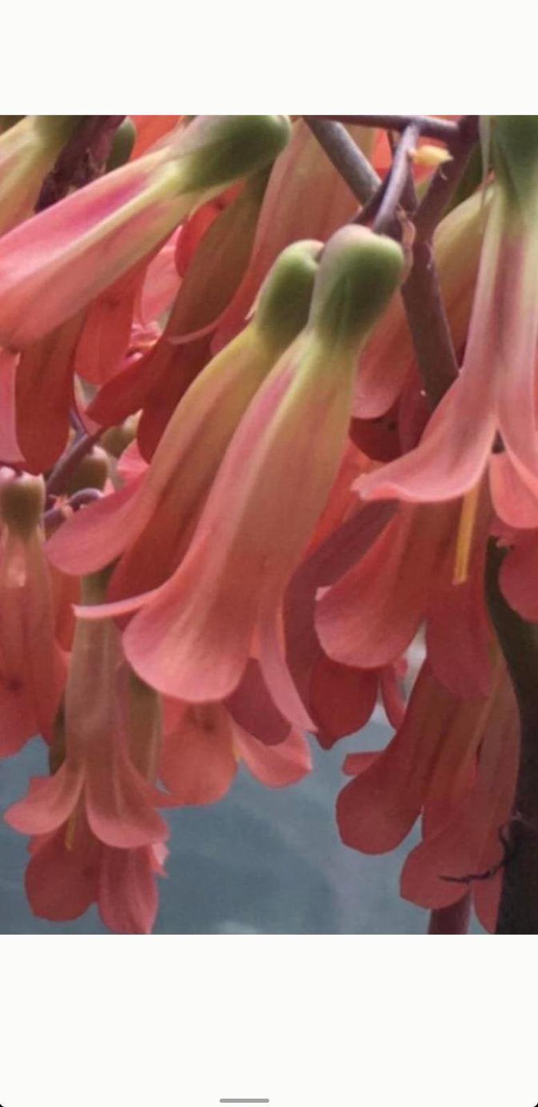 Kalanchoe 'Pink Butterflies' Unieke Roze Succulent, Overige soorten, Volle zon, Vaste plant, Ophalen of Verzenden
