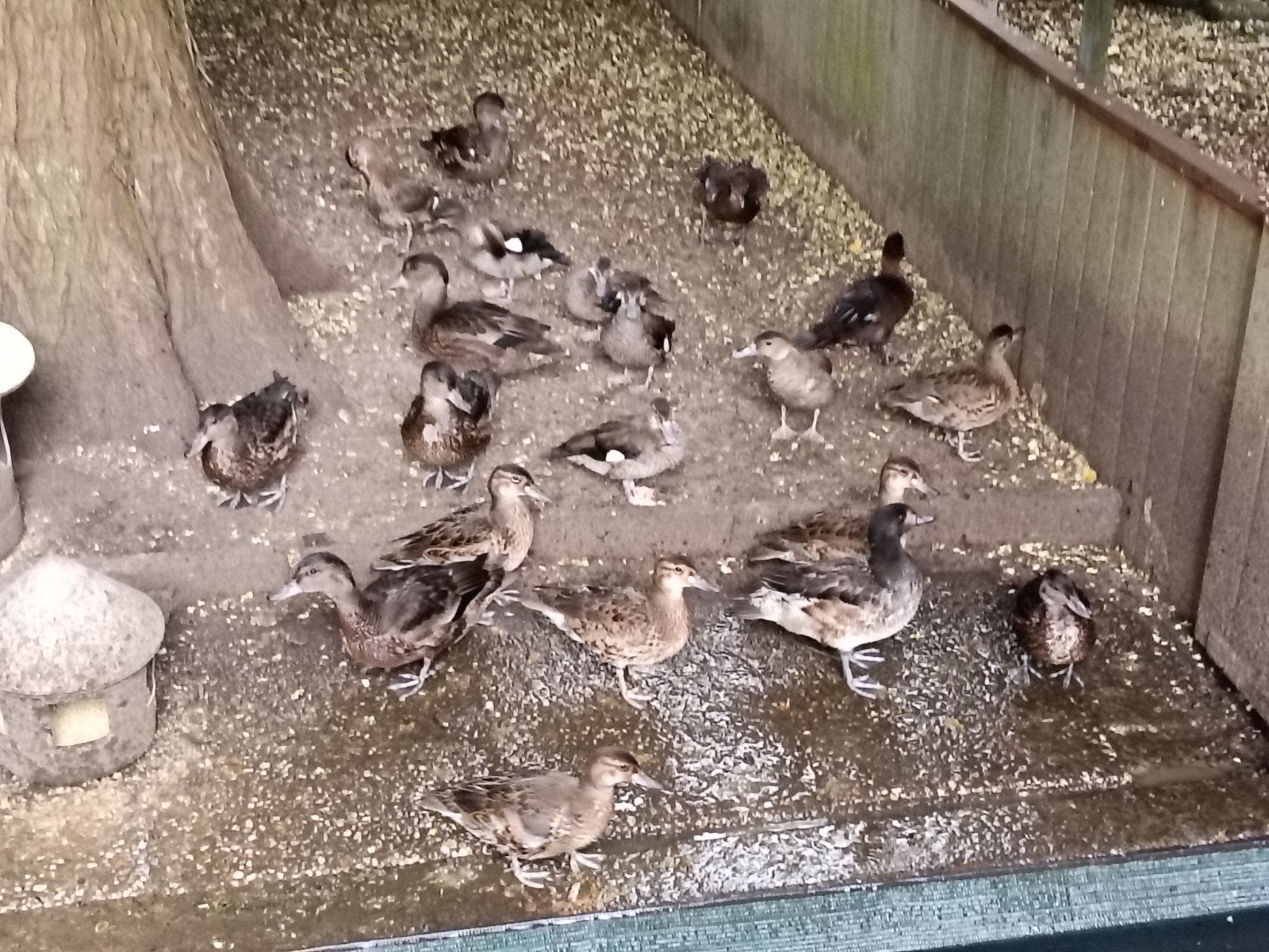 jonge siereenden ,watervogels 2026, Dieren en Toebehoren, Meerdere dieren, Eend
