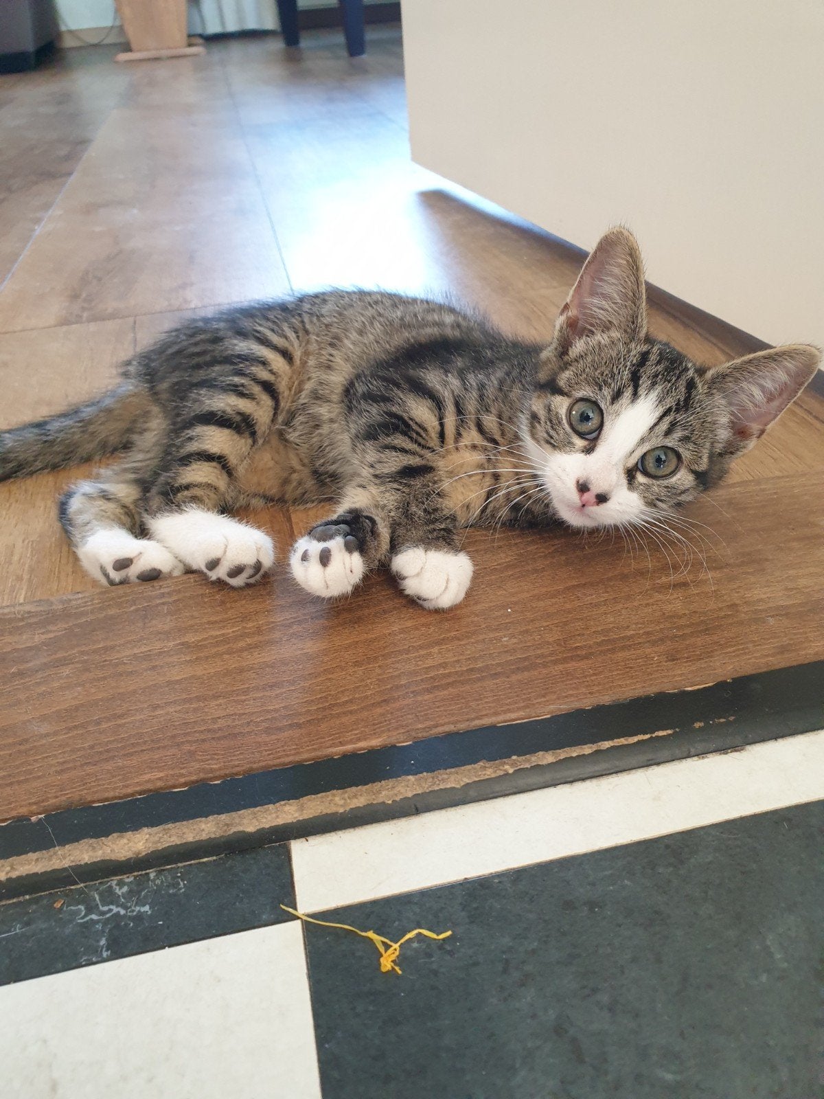 Kitten