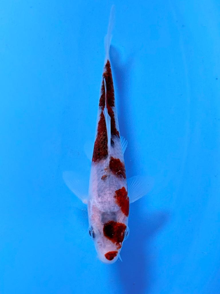 Budo Goromo 12-15cm Otsuka Japanse koi, Dieren en Toebehoren, Vissen | Vijvervissen, Karper of Koi