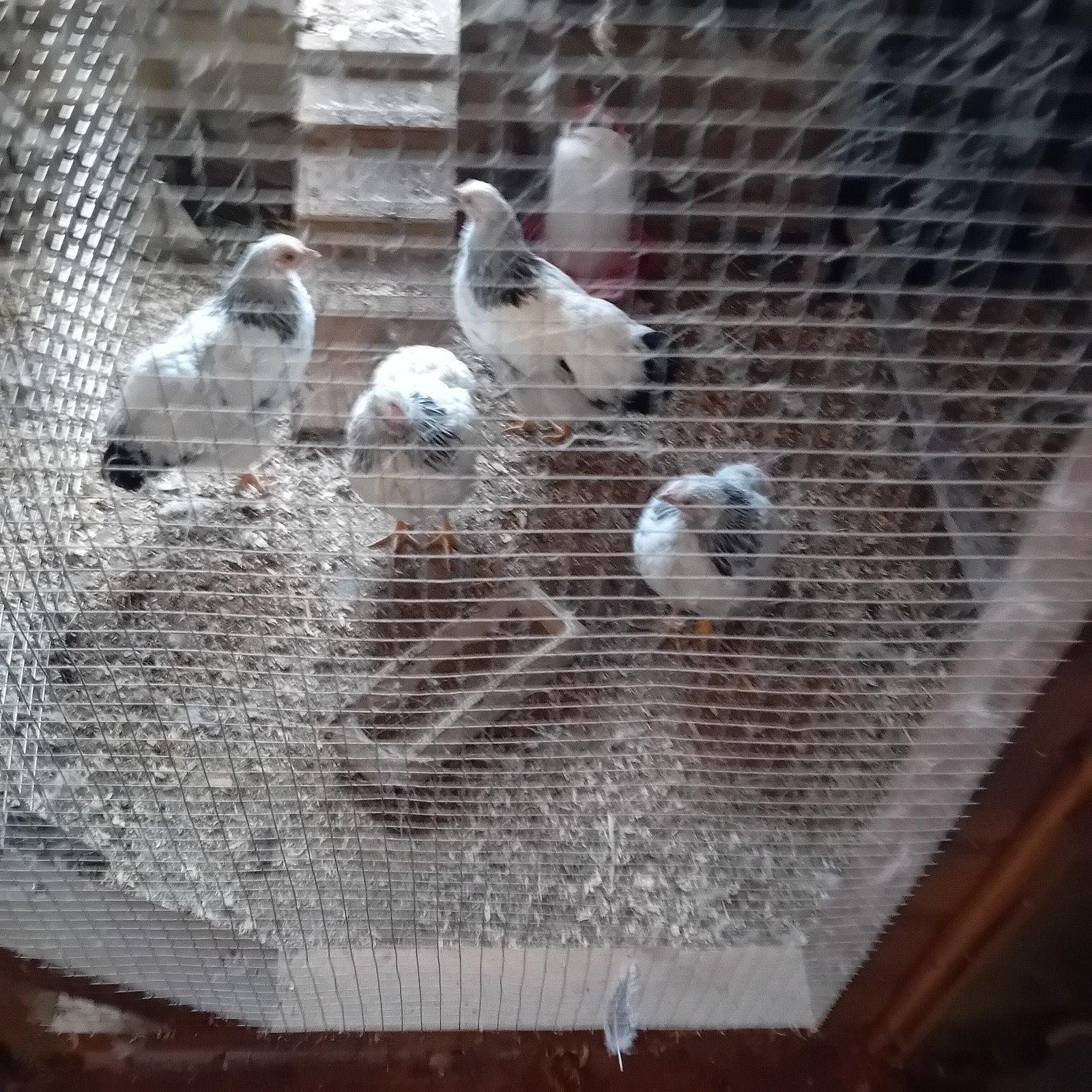 jong wyandotte kriel, Meerdere dieren, Kip
