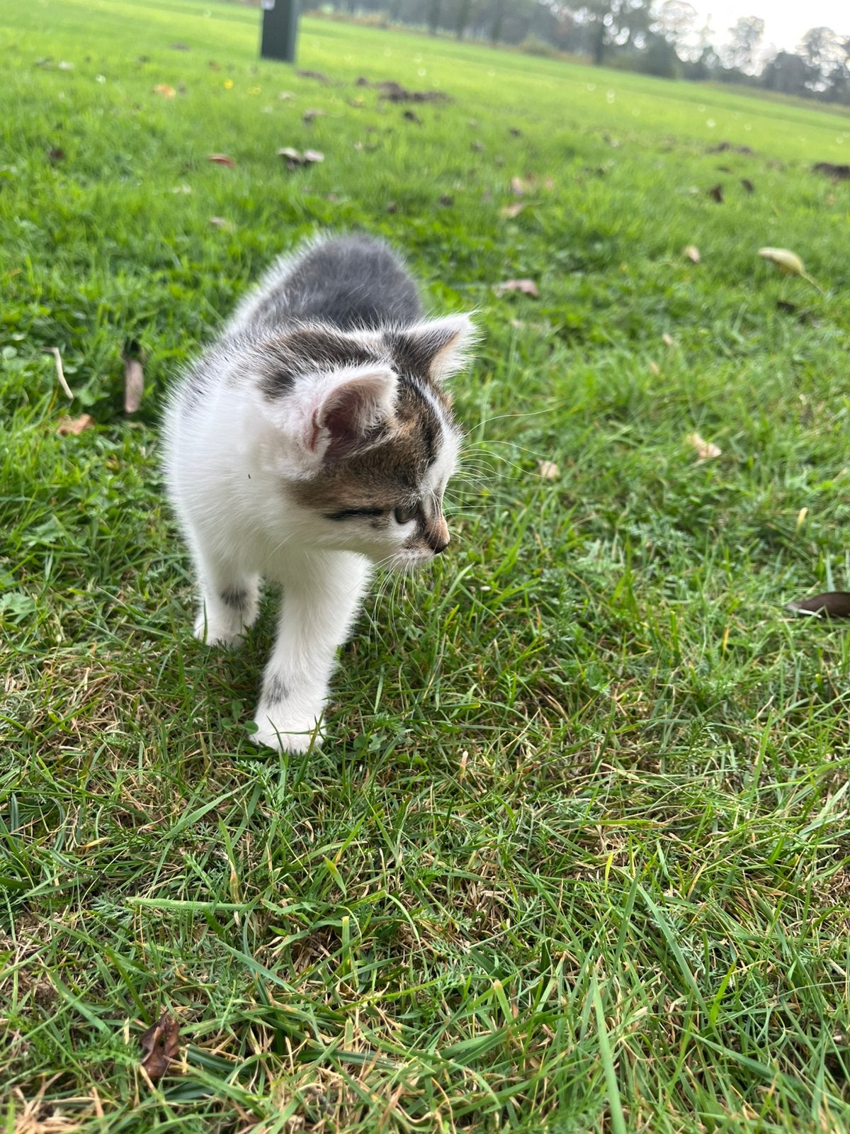 Tamme kittens, Dieren en Toebehoren, Meerdere dieren, Kortharig, 0 tot 2 jaar