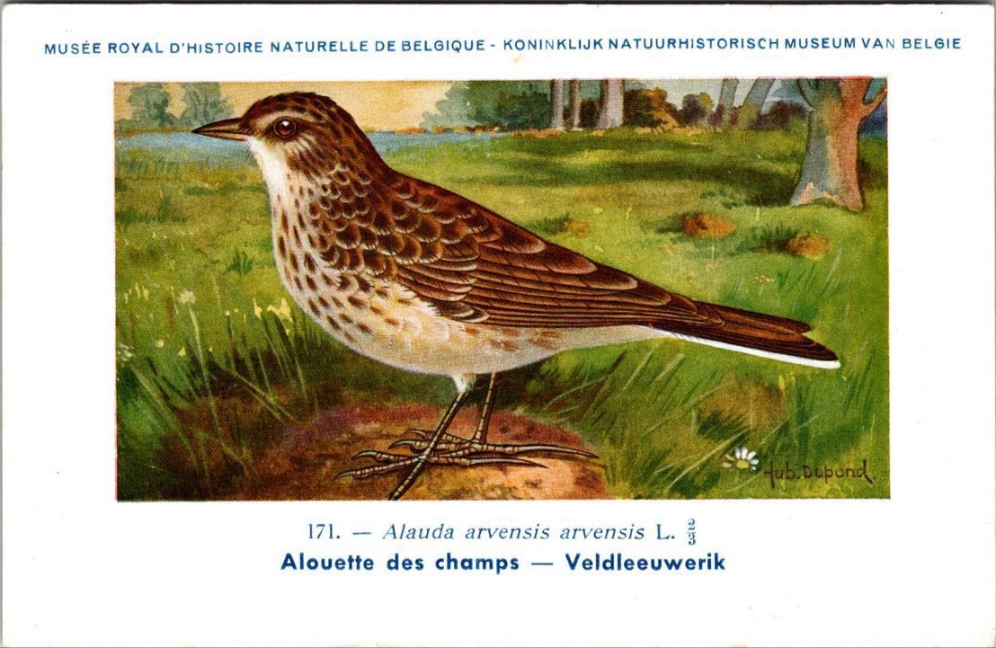 Veldleeuwerik / Skylark – Nº 171 – (KBIN / IRSNB), Verzenden, 1940 tot 1960, Ongelopen, Vogel