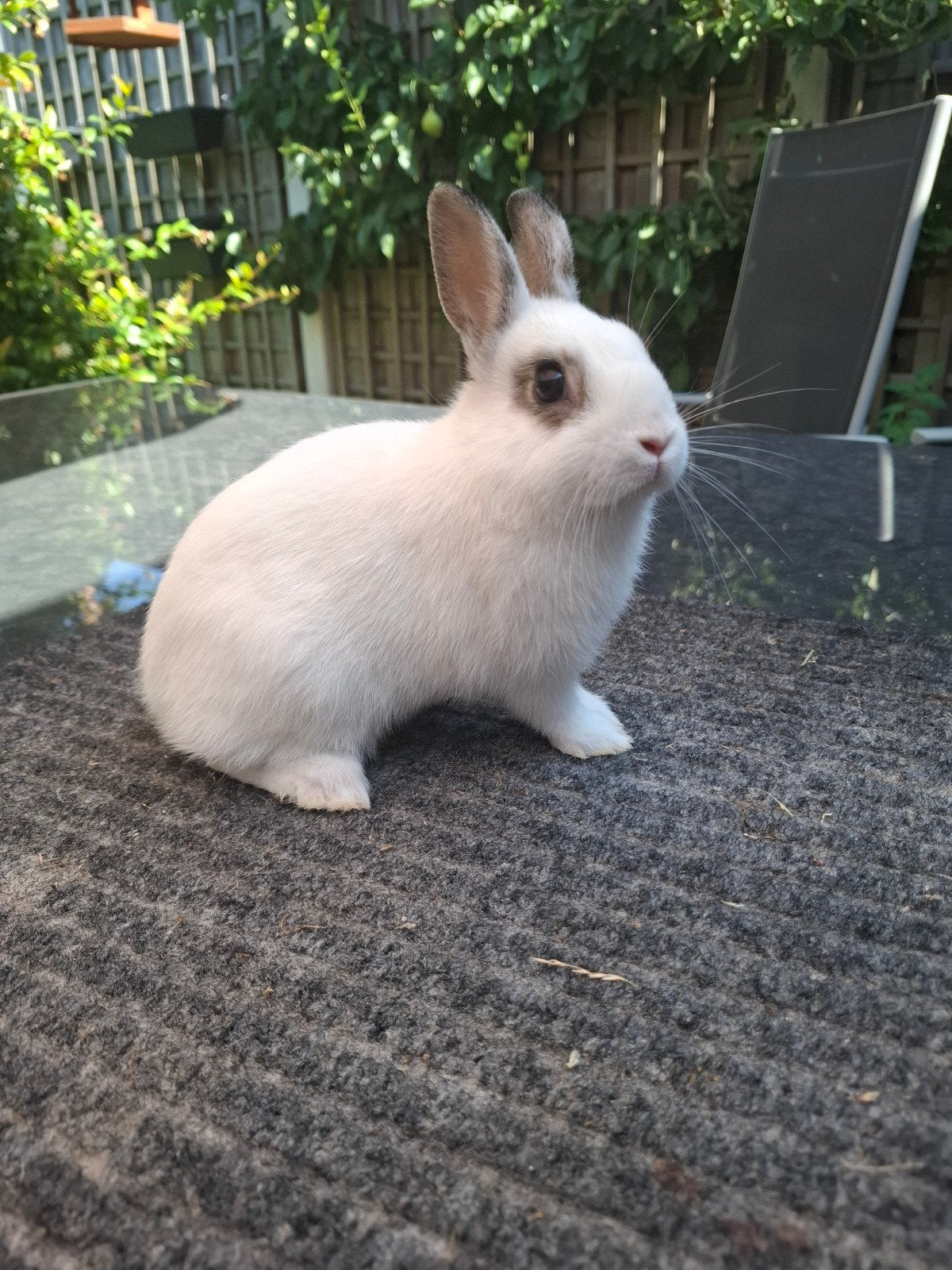 Te koop jonge kleurdwergen/dwergkonijntjes, Dieren en Toebehoren, Konijnen, Meerdere dieren, Dwerg