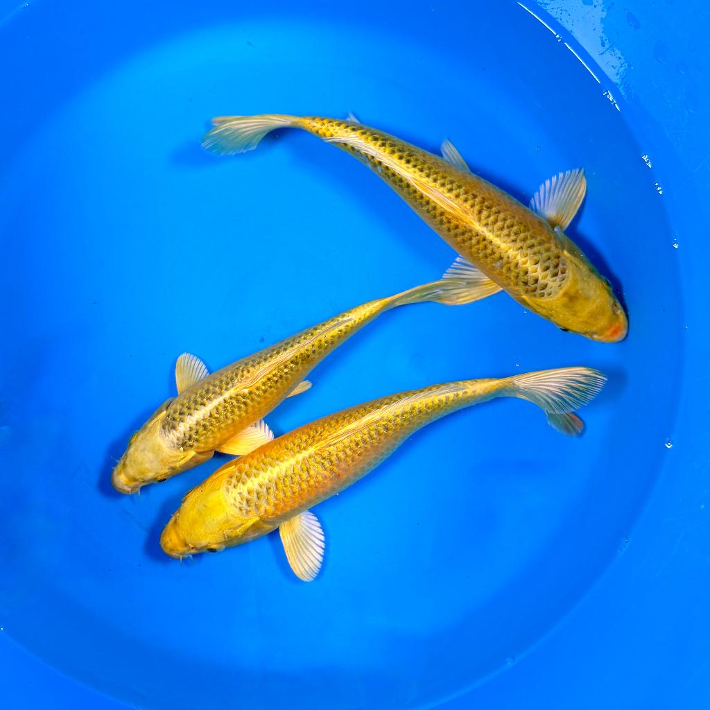 Ki Matsuba 25-35cm Hirasawa (Marusei) Japanse koi, Karper of Koi