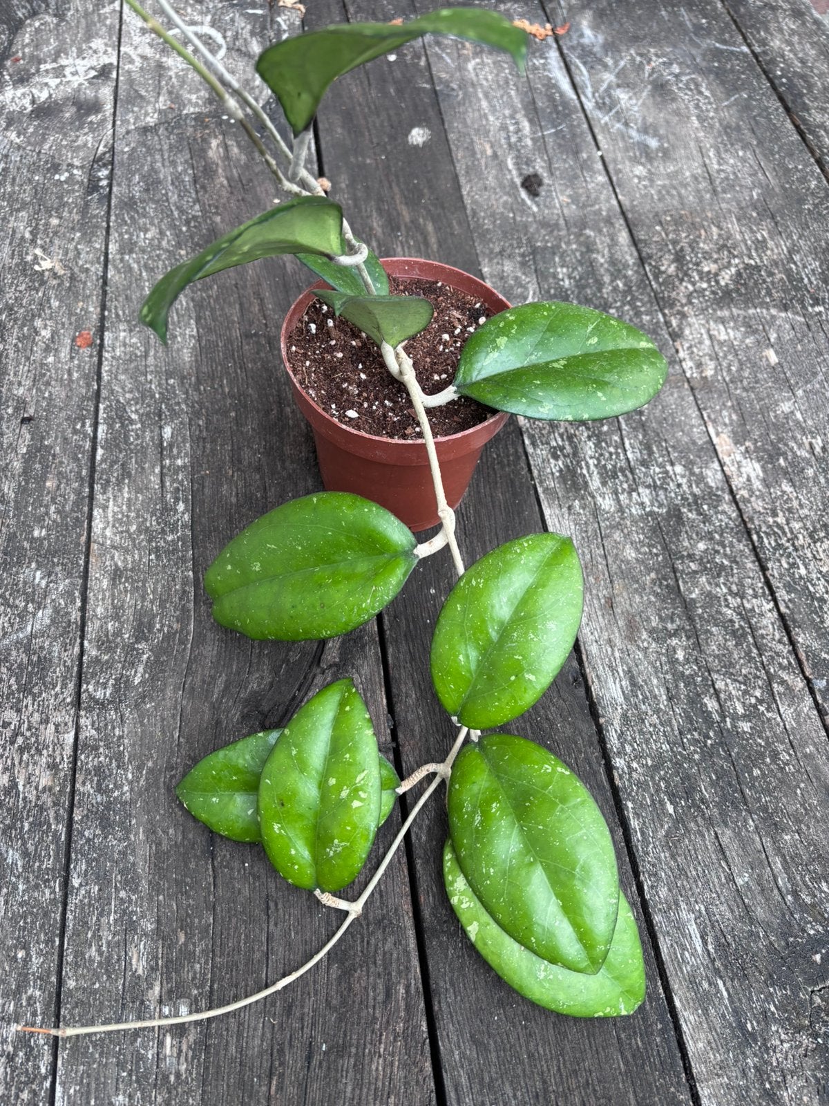 Hoya CV Joy, Ophalen of Verzenden, Halfschaduw, Minder dan 100 cm