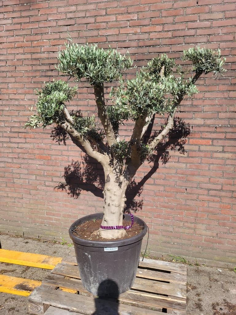 Mooie oude olijfboom pon pon !, Volle zon, Ophalen of Verzenden, 100 tot 250 cm, Olijfboom