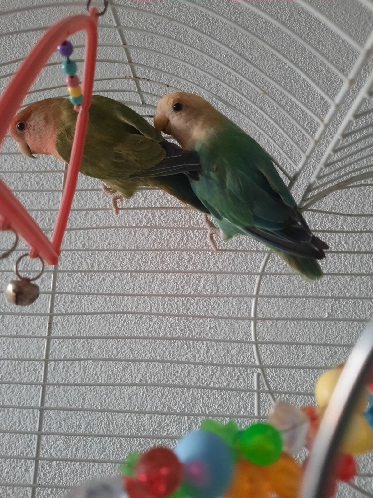 Dwergpapagaai / Lovebirds (tweevogels), Dieren en Toebehoren, Geslacht onbekend, Papegaai