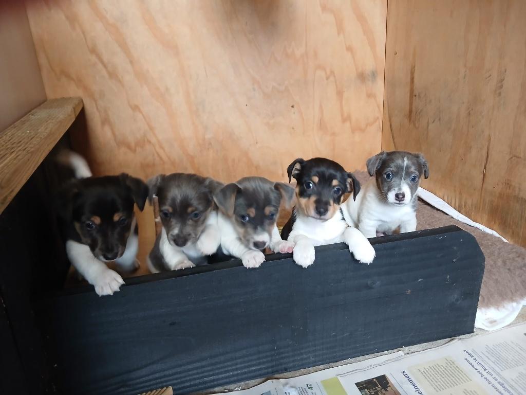 Jack Russel pups geboren  03-04-2026 bleu and tan/ 3 kleur, Dieren en Toebehoren, Parvo, Jack Russell Terriër, 8 tot 15 weken