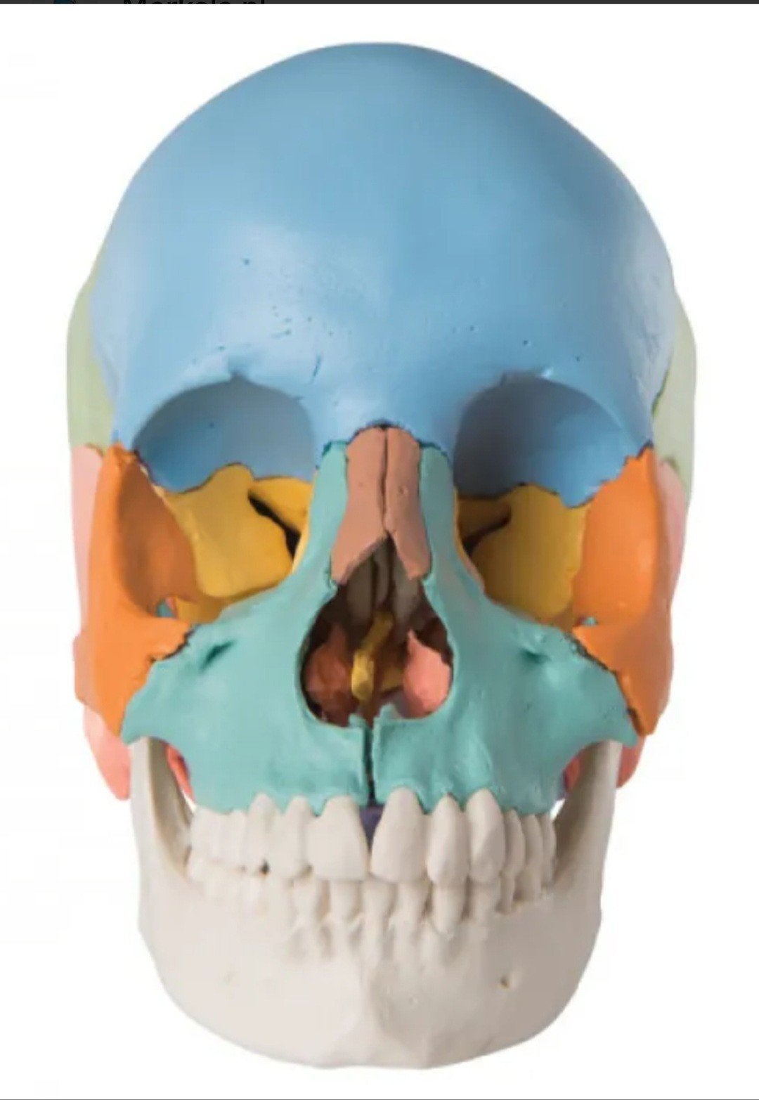 Anatomisch model menselijke schedel - Kleurrijk, 22 delig, Overige thema's, Overige typen, Nieuw, Meerkleurig