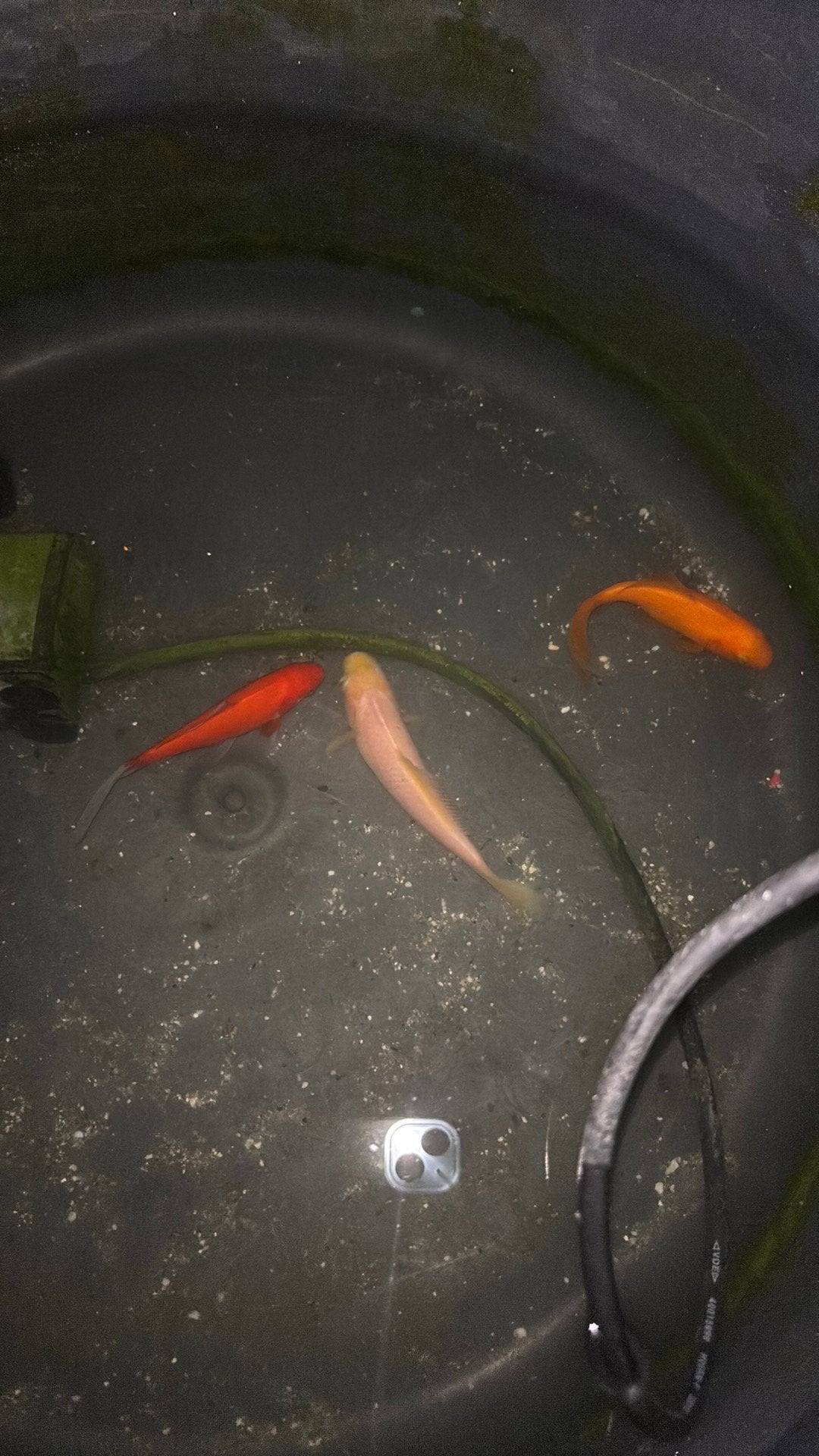 3 goudvissen, Dieren en Toebehoren, Goudvis(sen)