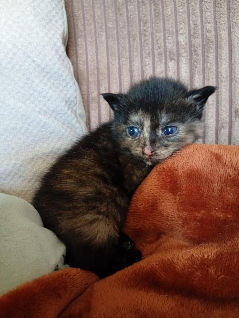Nog 1 schildpad poesje, Poes