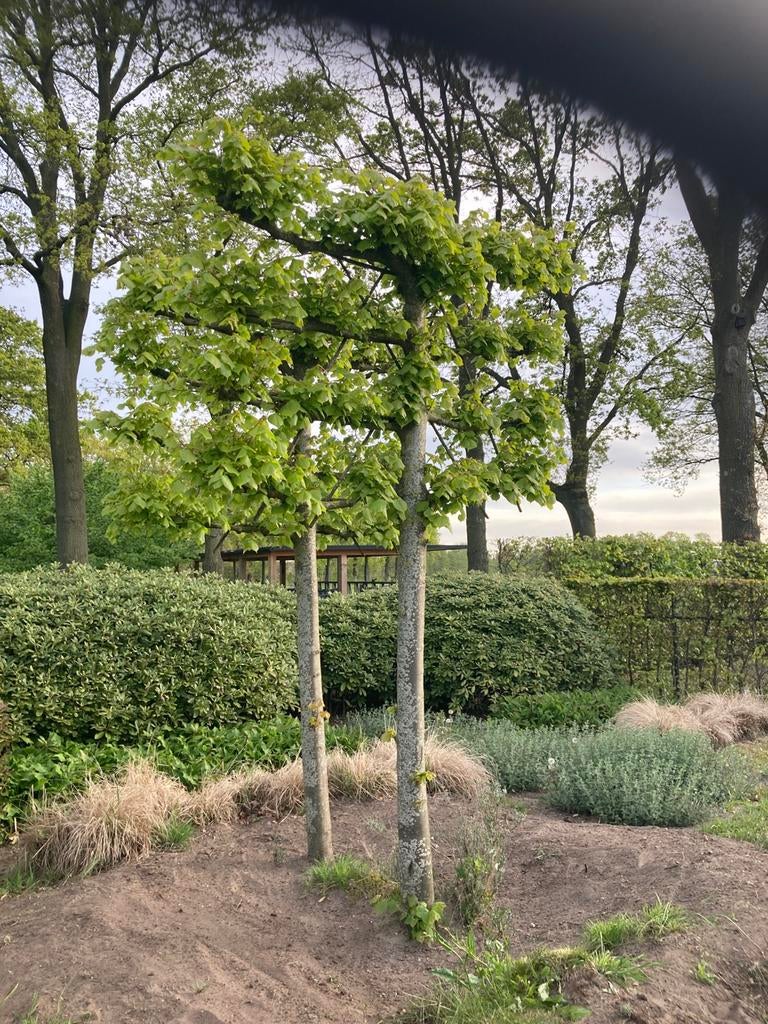 2 prachtige leilinde, Overige soorten, 100 tot 250 cm, Zomer, Ophalen