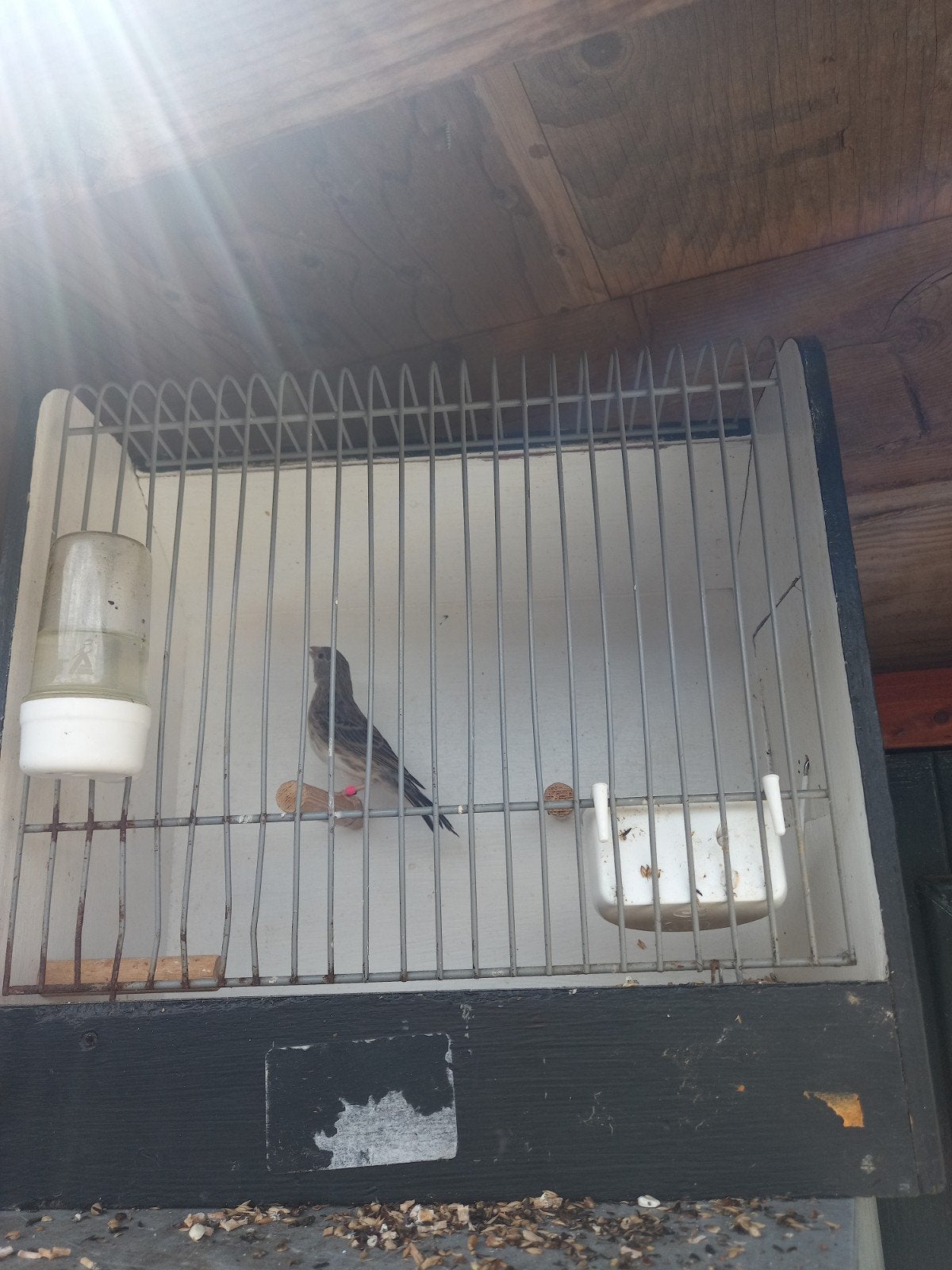 Bastaard edelzanger, Mannelijk, Wildzangvogel