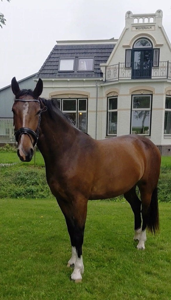 Lieve 3-jarige warmbloedmerrie, Dieren en Toebehoren, Paarden, Merrie, Met stamboom, Niet van toepassing, 3 tot 6 jaar