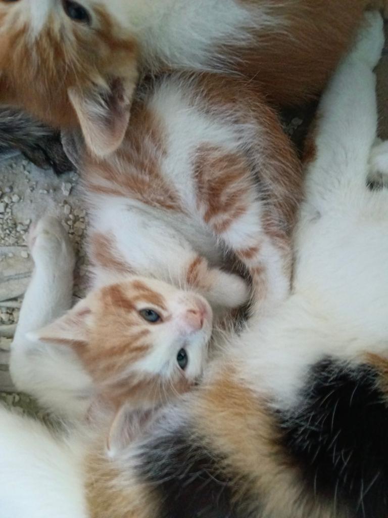 4 lieve kittens zoeken nieuw baasje